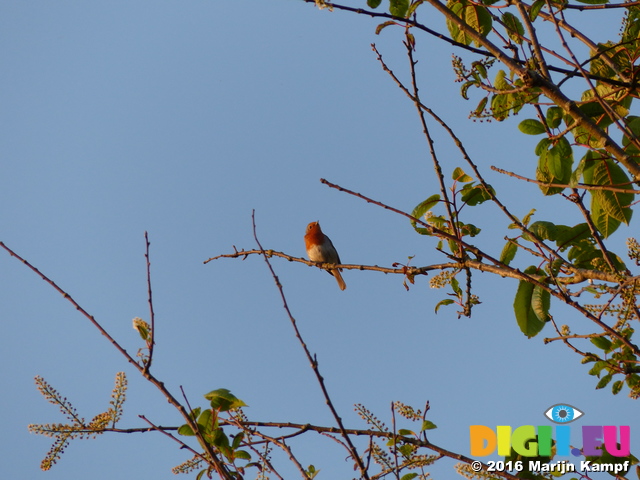 FZ029077 Robin